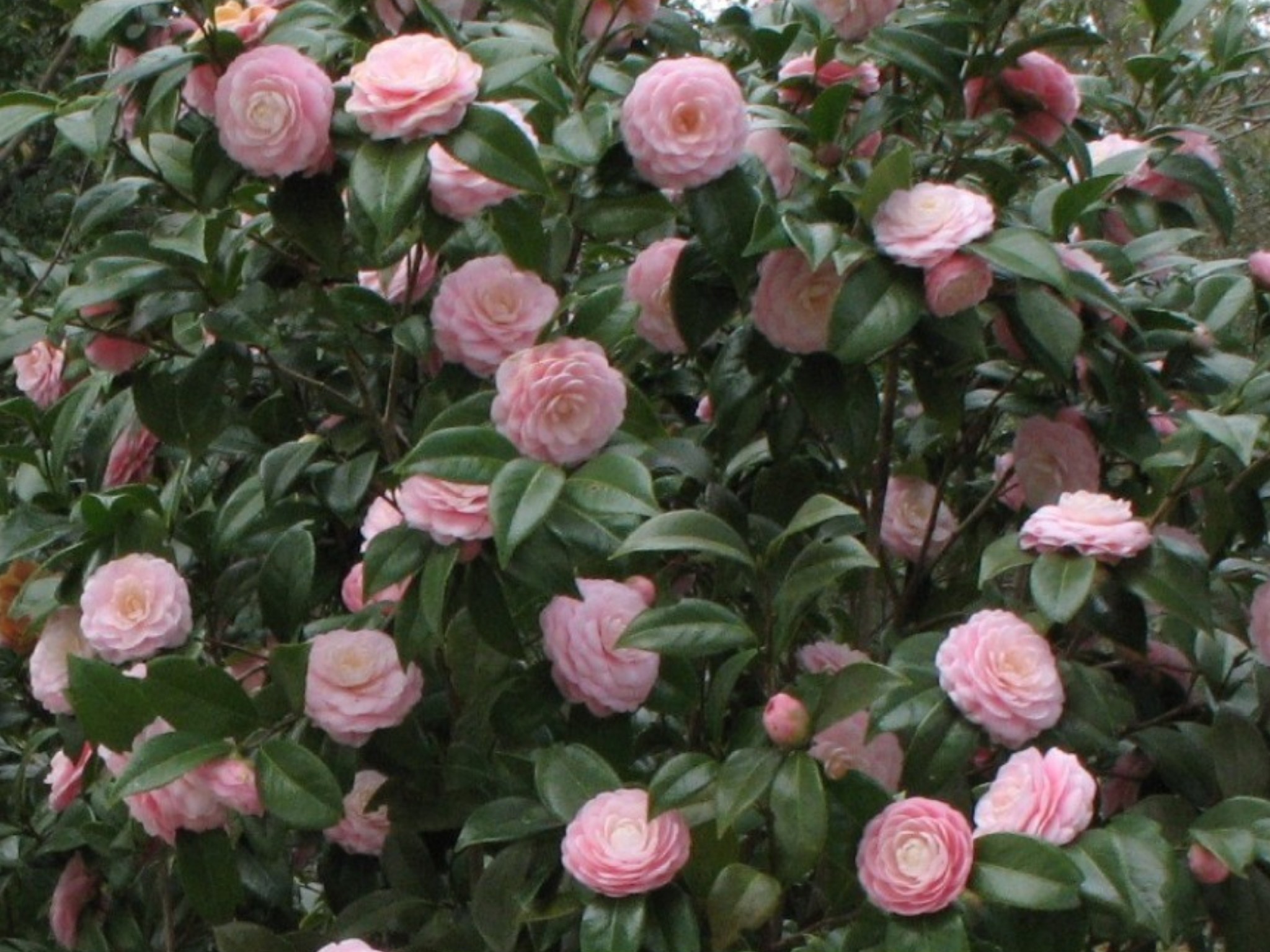 Online Plant Guide - Camellia japonica 'Pink Perfection' / Pink